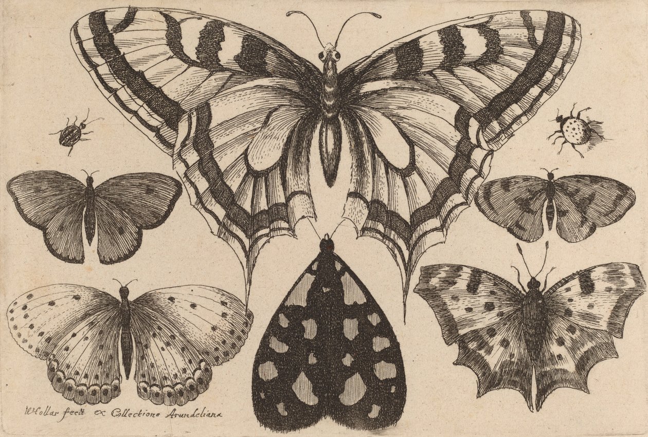 Fünf Schmetterlinge, eine Motte und zwei Käfer, 1646 von Wenceslaus Hollar