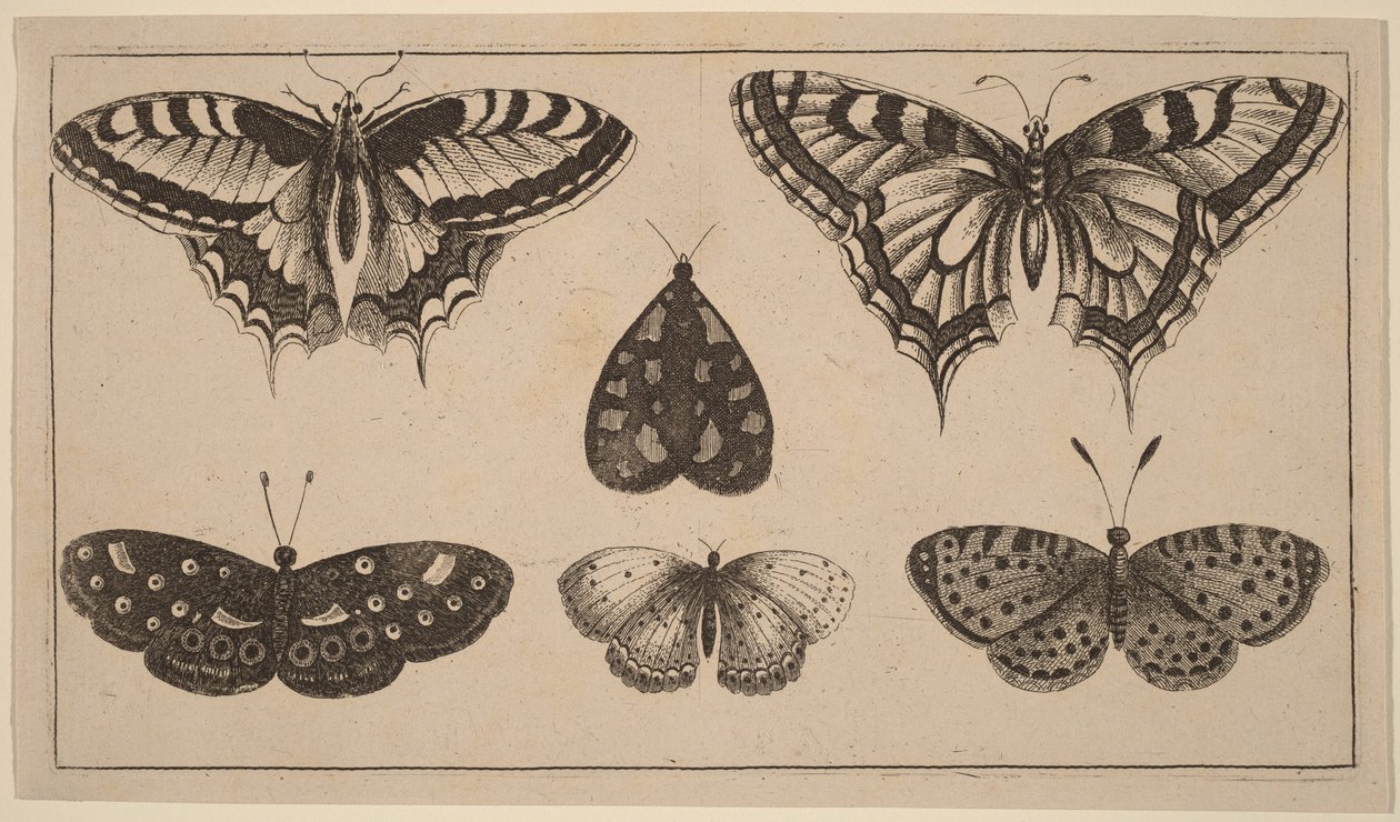 Fünf Schmetterlinge und eine Motte von Wenceslaus Hollar