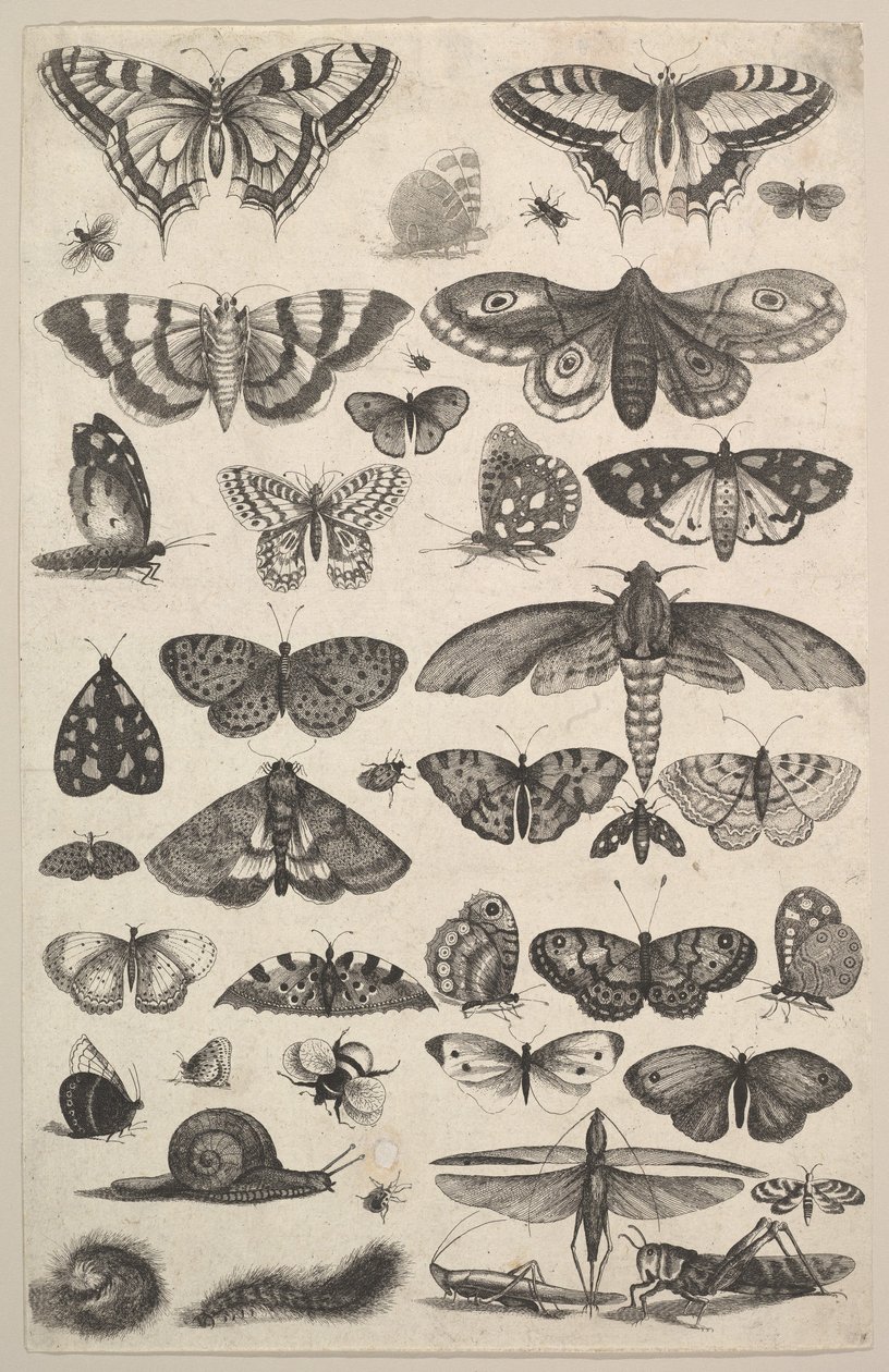 Einundvierzig Insekten, darunter Motten und Schmetterlinge von Wenceslaus Hollar