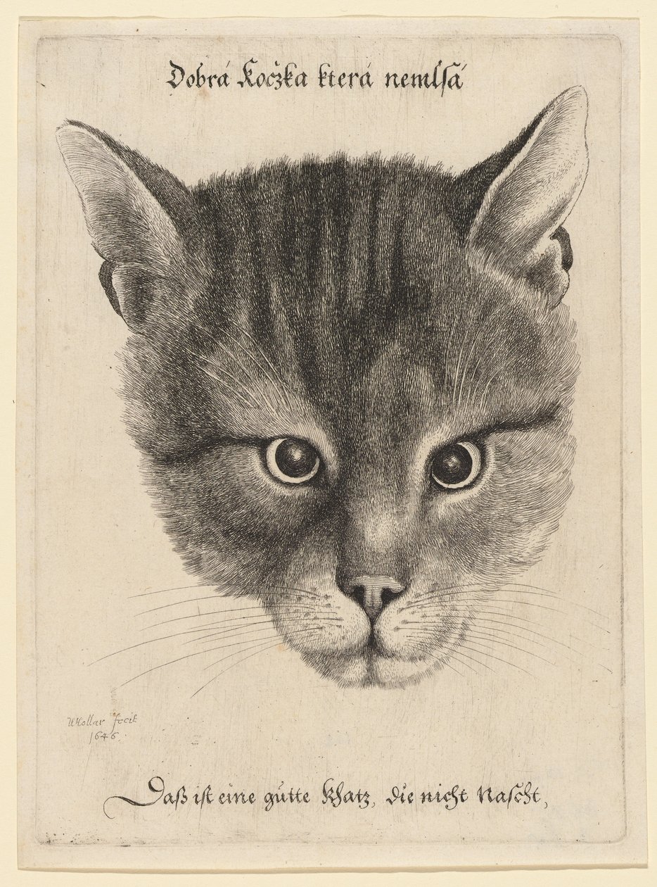 Kopf einer Katze (mittlere Größe) von Wenceslaus Hollar