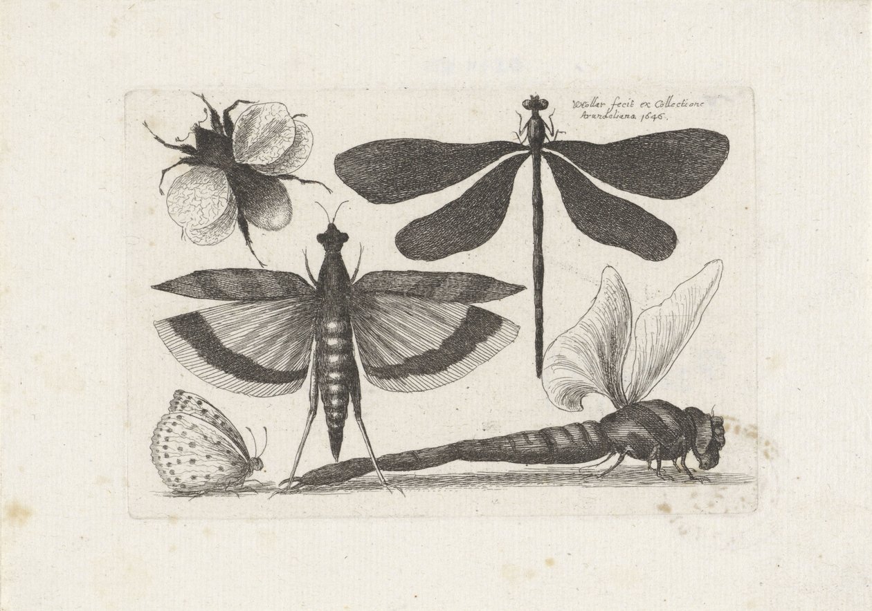 Libellen, Schmetterling und eine Hummel von Wenceslaus Hollar