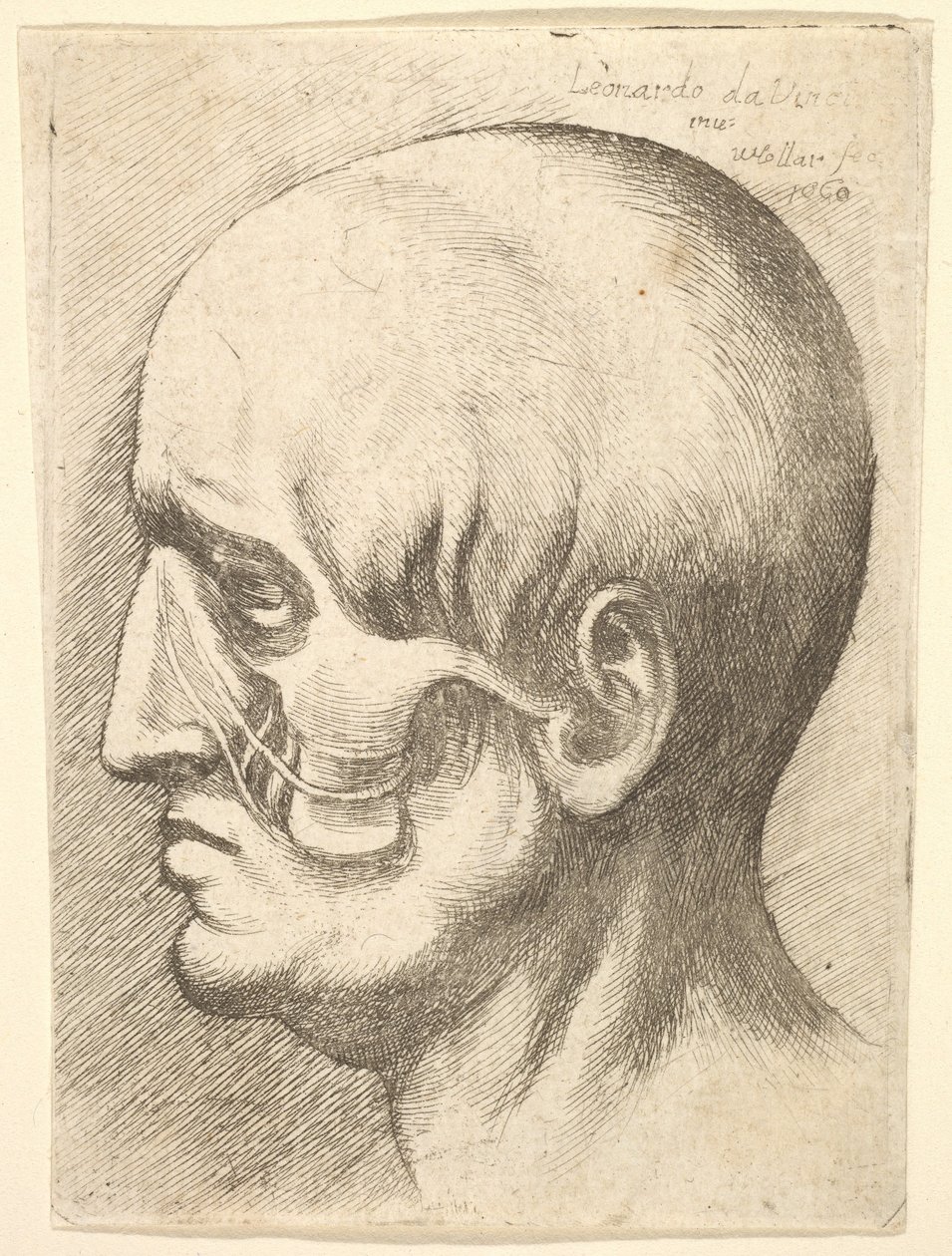 Männlicher Kopf im Profil nach links mit freigelegten Muskeln, 1660 von Wenceslaus Hollar