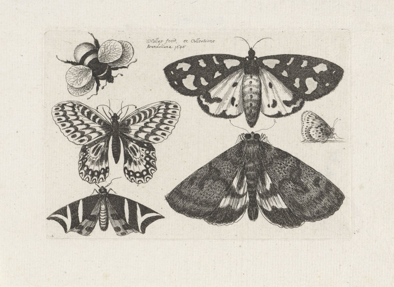 Motten, Schmetterlinge und eine Hummel von Wenceslaus Hollar