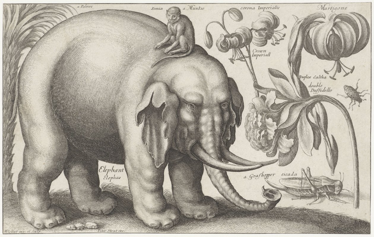 Elefant, Affe, Blumen und Insekten (Pflanzen und Tiere) von Wenceslaus Hollar