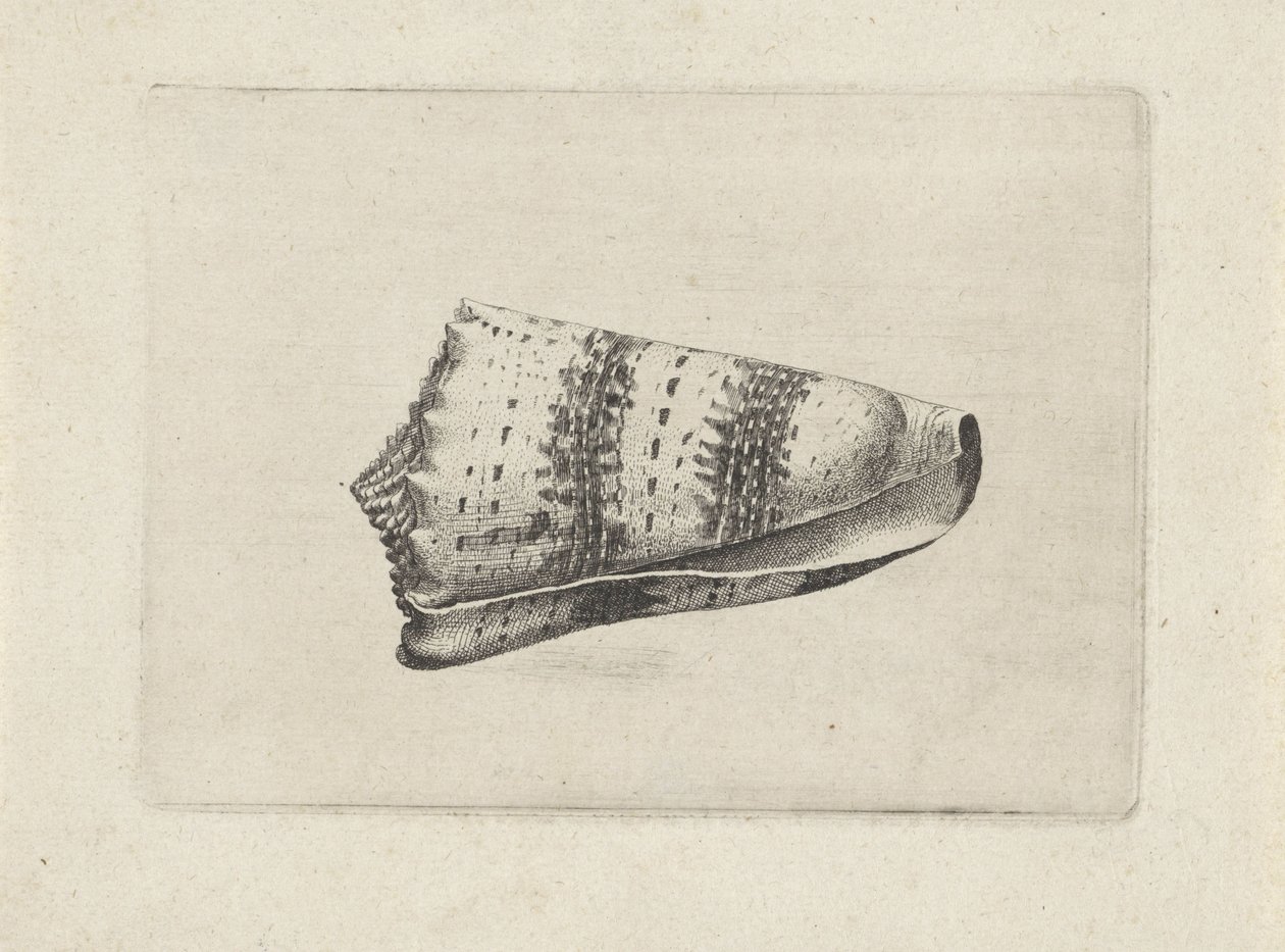 Schnecke, Conus imperialis Muscheln (Serientitel) von Wenceslaus Hollar