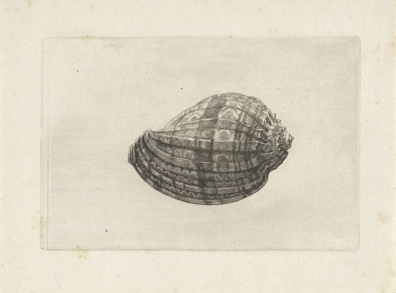 Schelp, harpa major von Wenceslaus Hollar