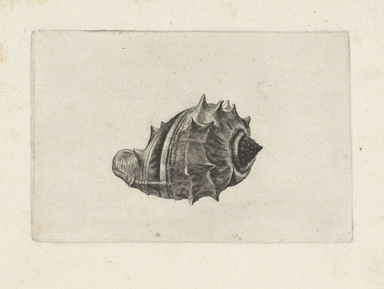Schnecke, Melongena Melongena von Wenceslaus Hollar