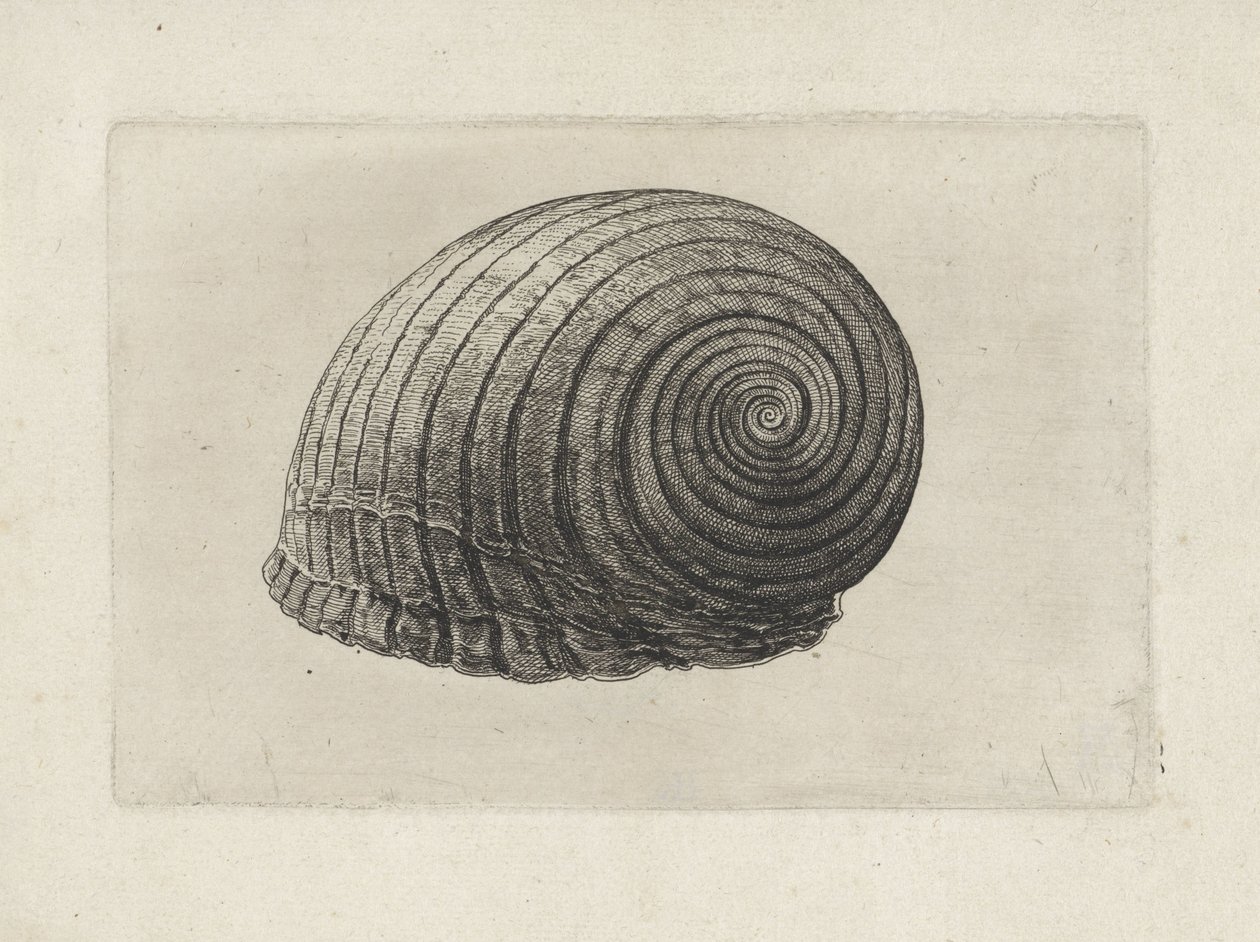 Schnecke, tonna galea von Wenceslaus Hollar