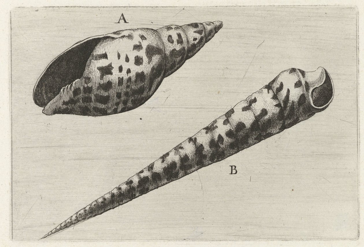 Schelpen, mitra cardinalis (A) und terebra subulata (B) von Wenceslaus Hollar