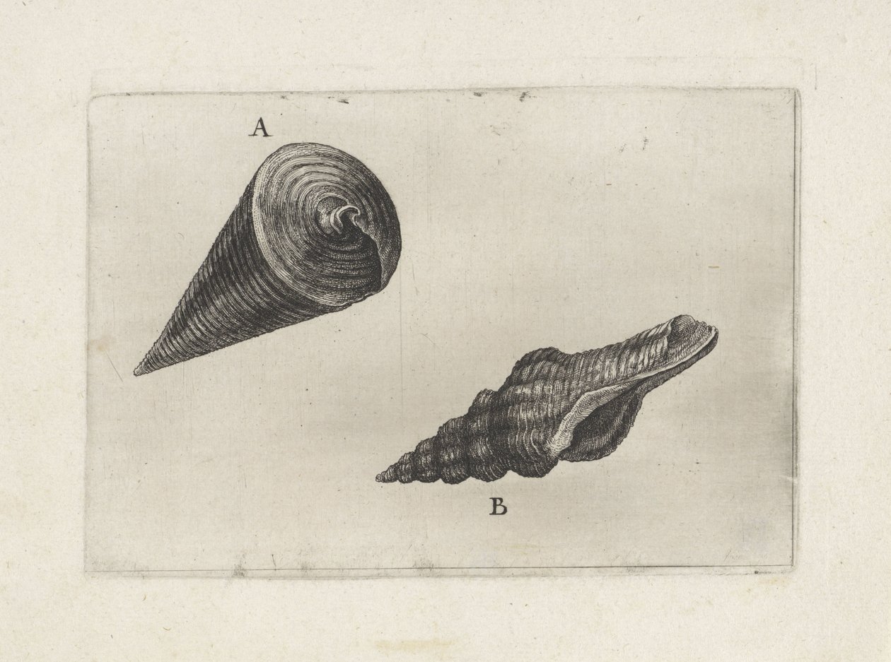 Muscheln, telescopium telescopium (A) und fusinus laticostatus (B) von Wenceslaus Hollar
