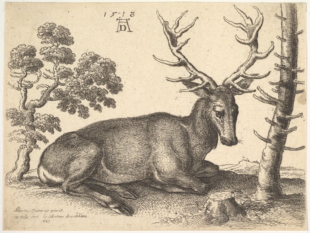 Hirsch, nach rechts liegend (1649) von Wenceslaus Hollar