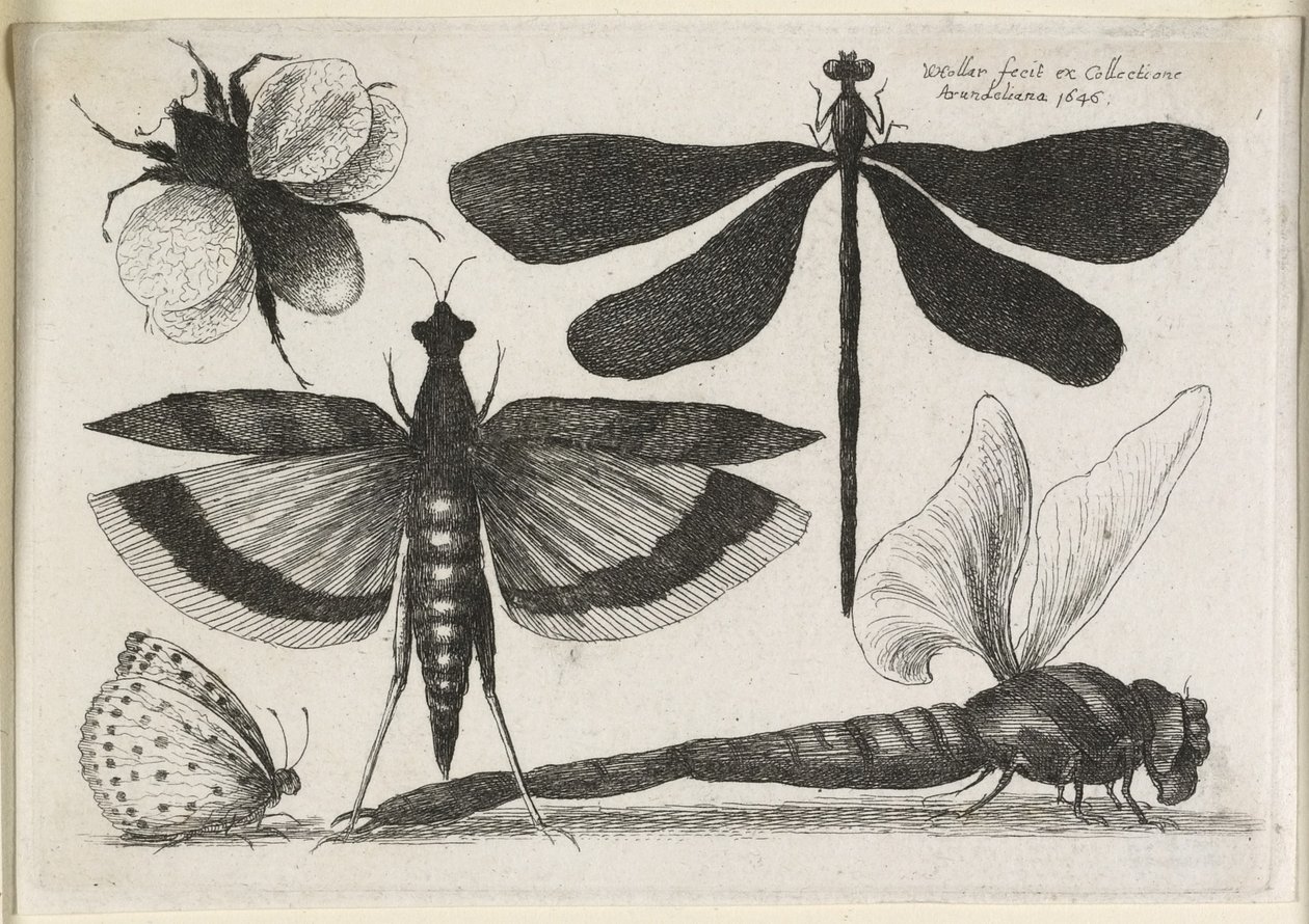 Das Set von Schmetterlingen, eines von zwölf, 1646 von Wenceslaus Hollar