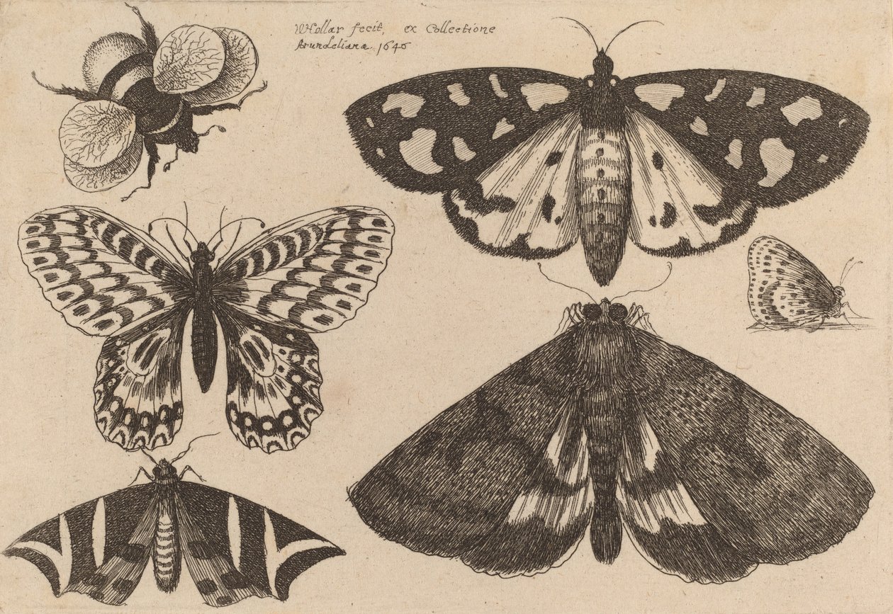 Drei Motten, zwei Schmetterlinge und eine Hummel von Wenceslaus Hollar