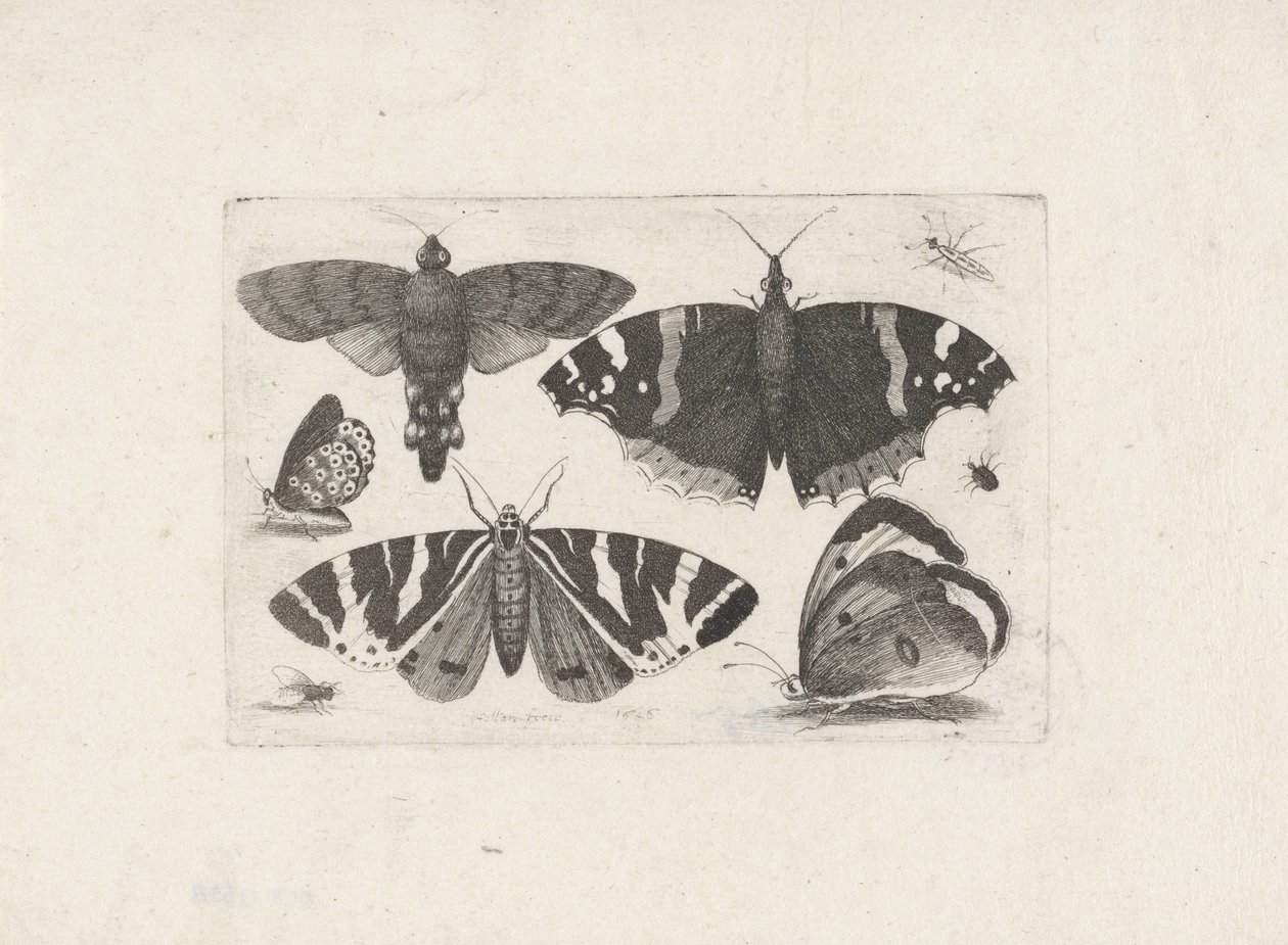 Vier Schmetterlinge, eine Motte, zwei Käfer und eine Fliege von Wenceslaus Hollar