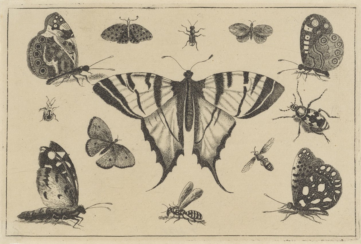 Schmetterlinge, Wespe und andere Insekten von Wenceslaus Hollar