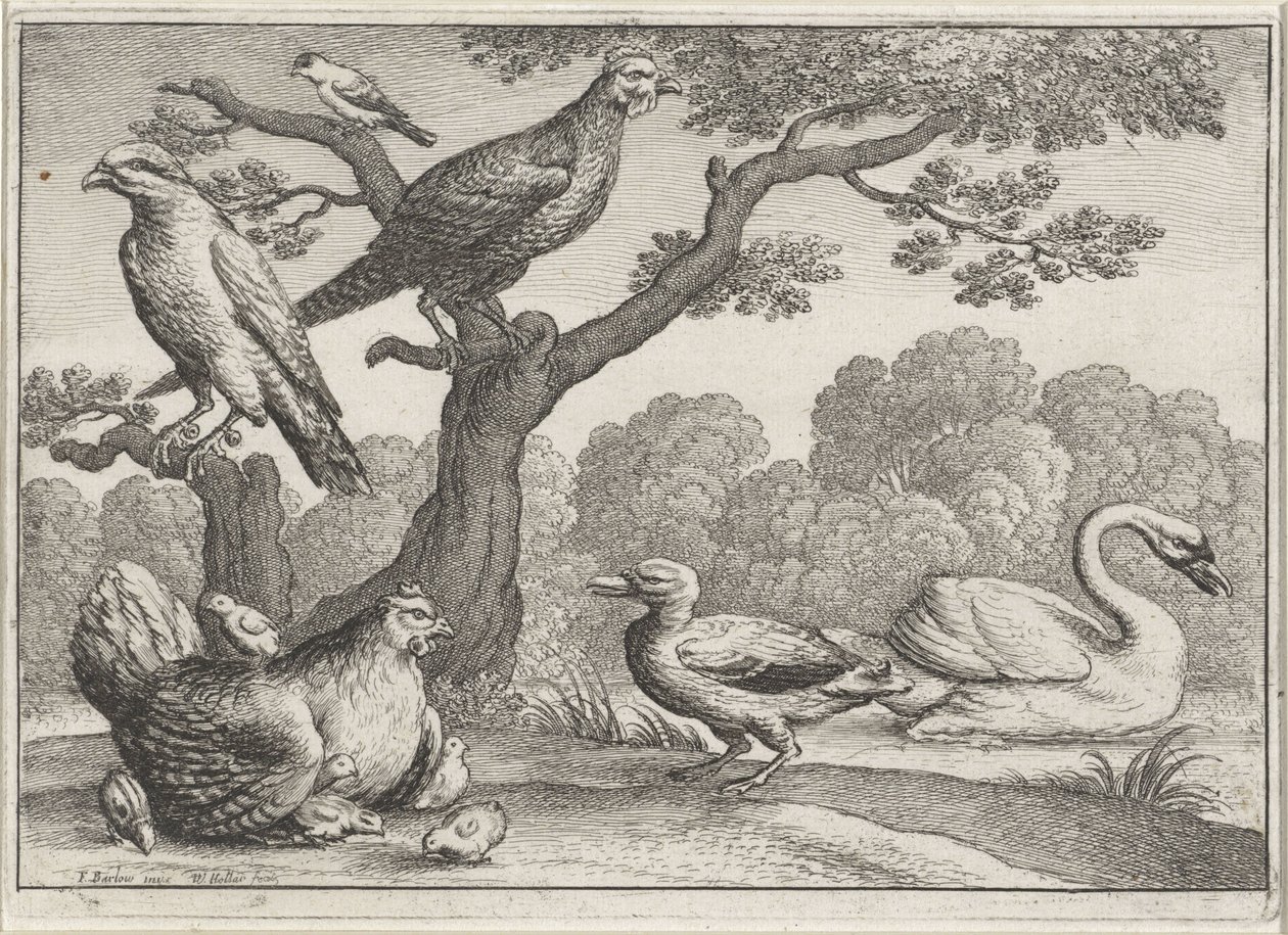 Schwan, Huhn mit Küken und andere Vögel von Wenceslaus Hollar