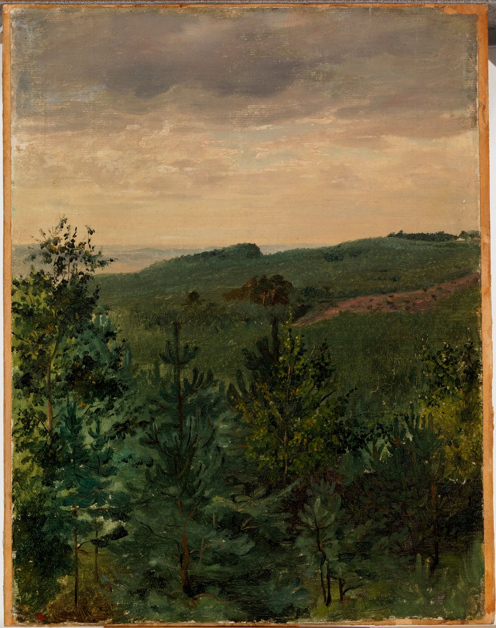 Fichtenjungpflanzen in sandigem Boden, Studie von Werner Holmberg