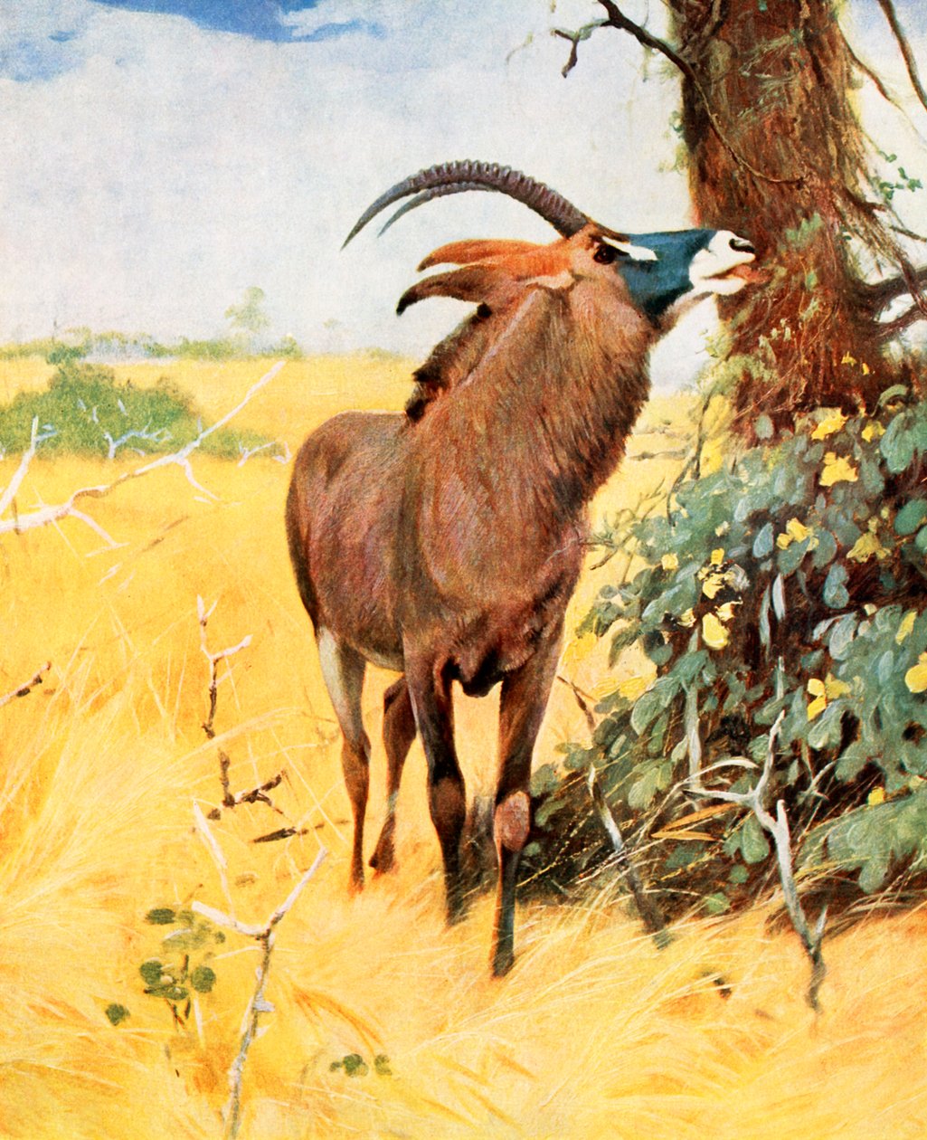 Rappenantilope von Wilhelm (after) Kuhnert