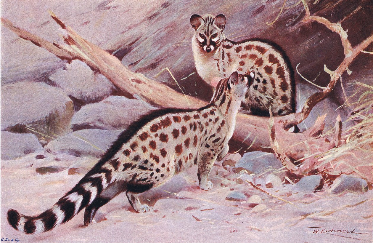 Dungola-Genette, Illustration aus Wildlife of the World, ca. 1910 von Wilhelm Kuhnert