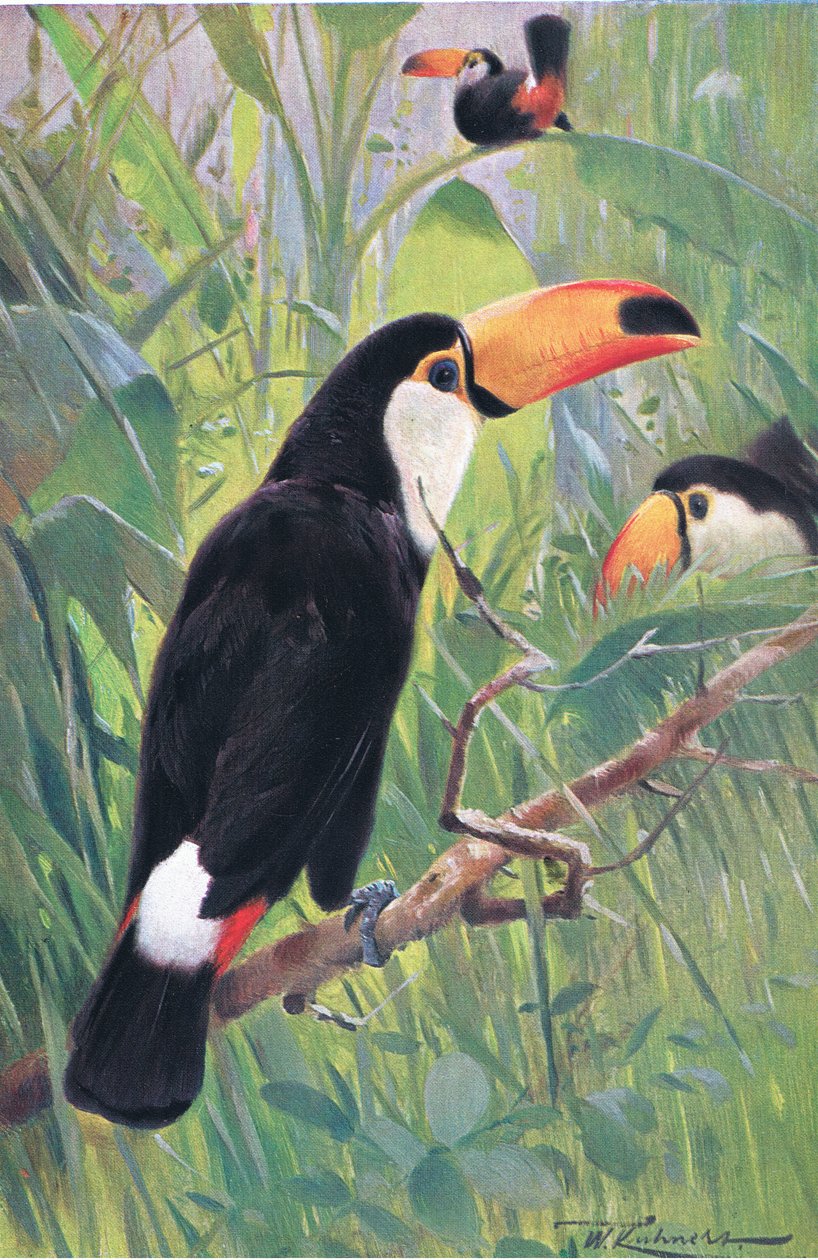 Riesentukan, aus Die Tierwelt der Welt, veröffentlicht von Frederick Warne & Co, ca. 1900 von Wilhelm Kuhnert