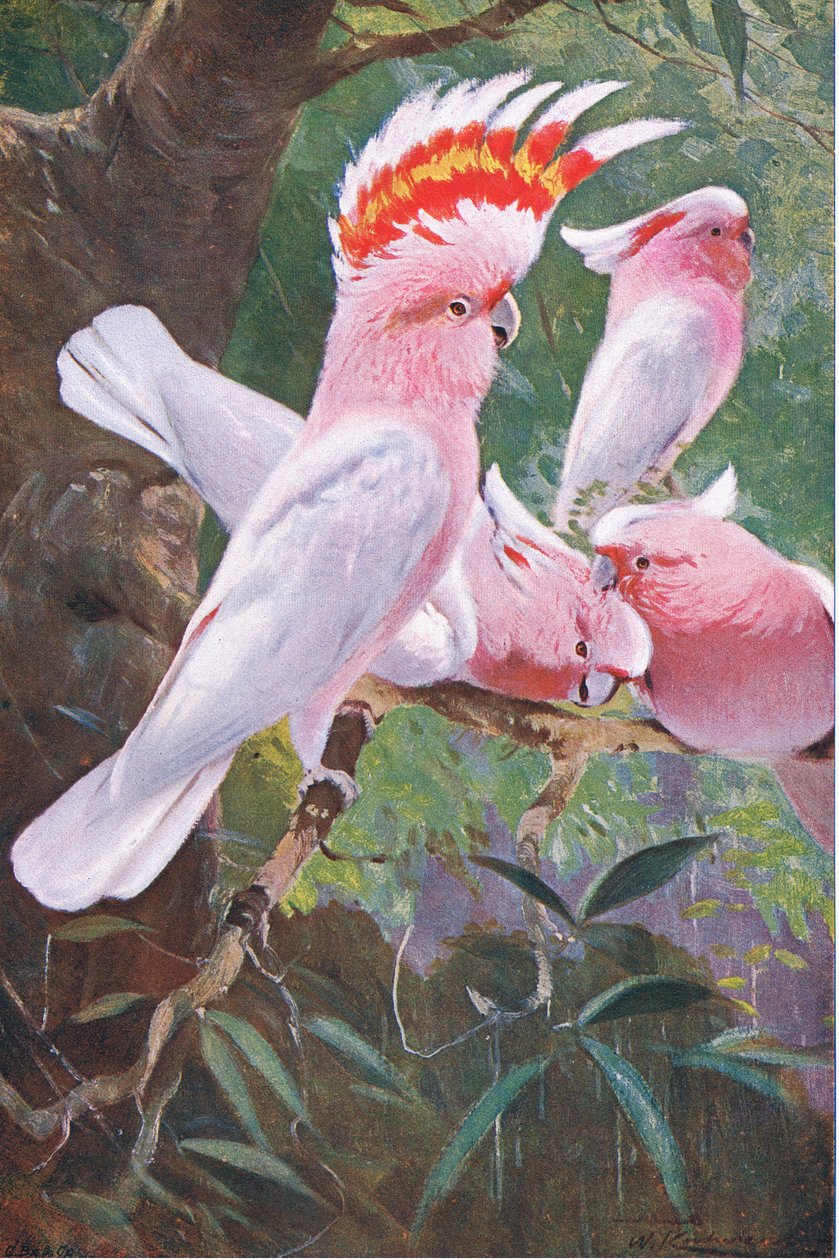 Leadbeaters Kakadu, Illustration aus Wildlife of the World, ca. 1910 von Wilhelm Kuhnert