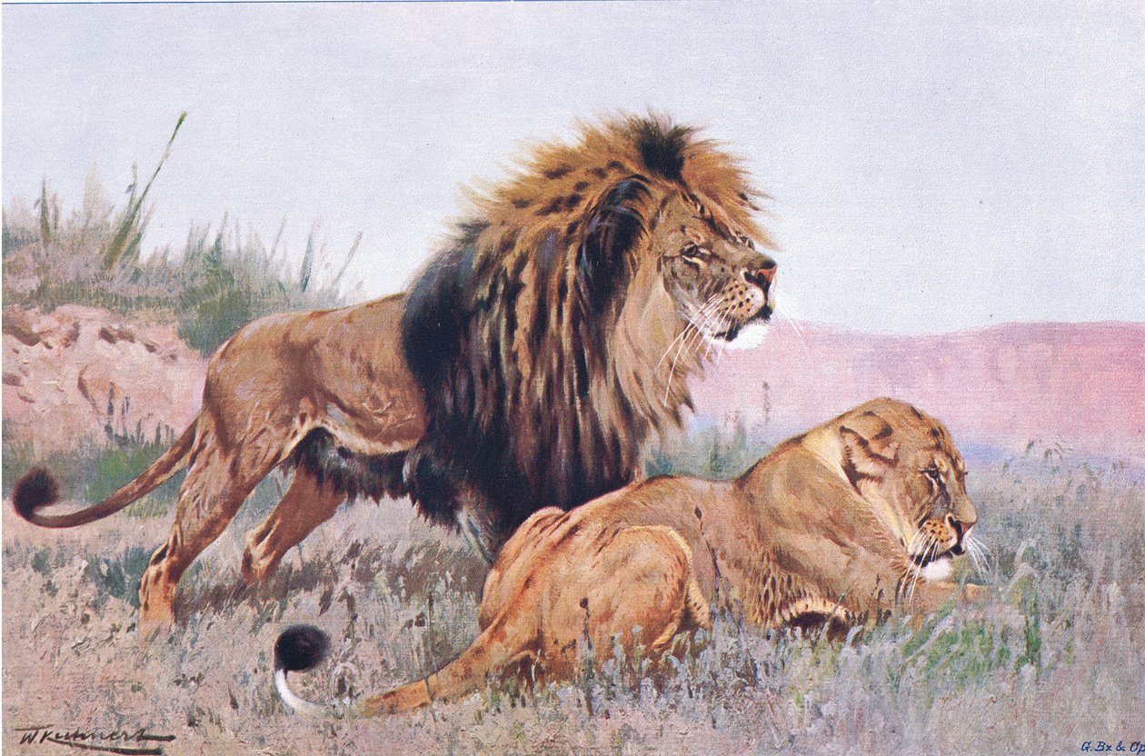 Löwe und Löwin, Illustration aus Wildlife of the World, ca. 1910 von Wilhelm Kuhnert