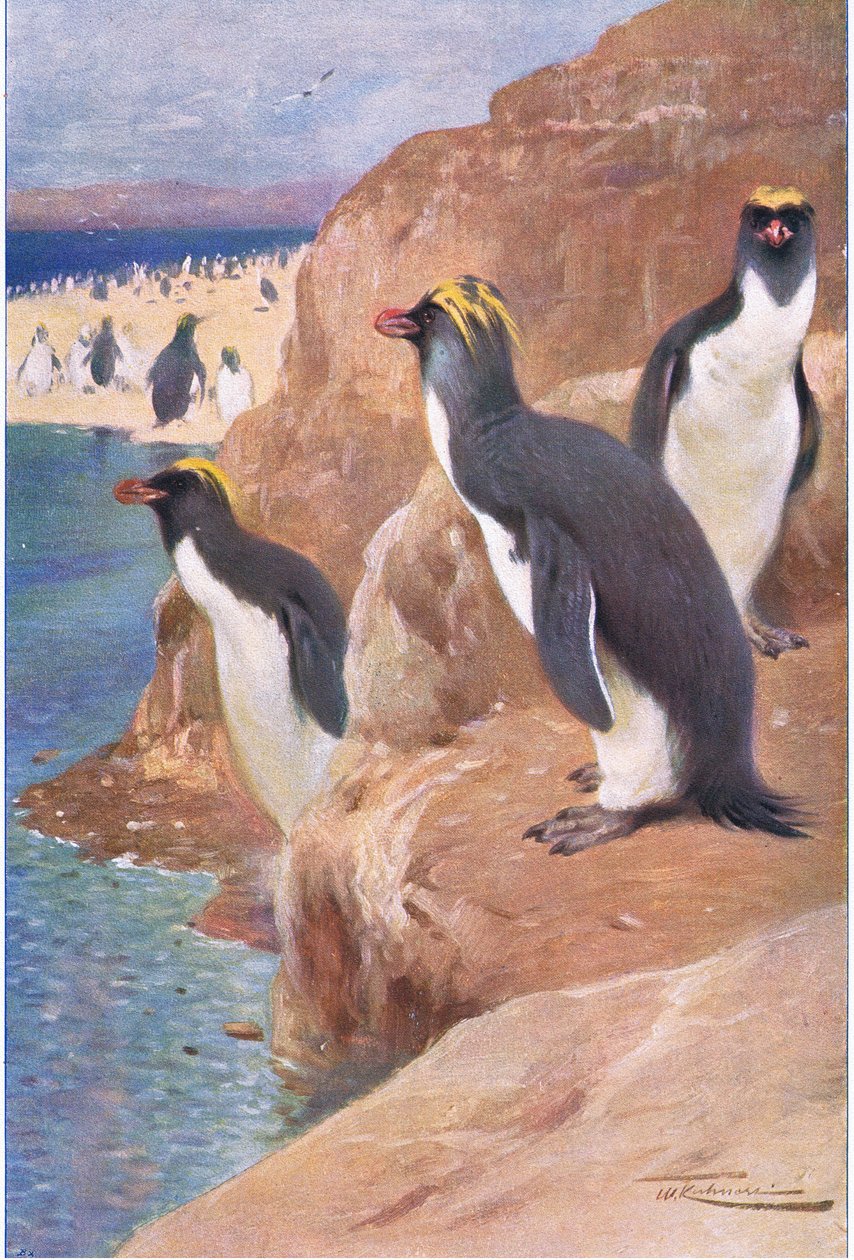 Felsenpinguin, Illustration aus Wildlife of the World, ca. 1910 von Wilhelm Kuhnert