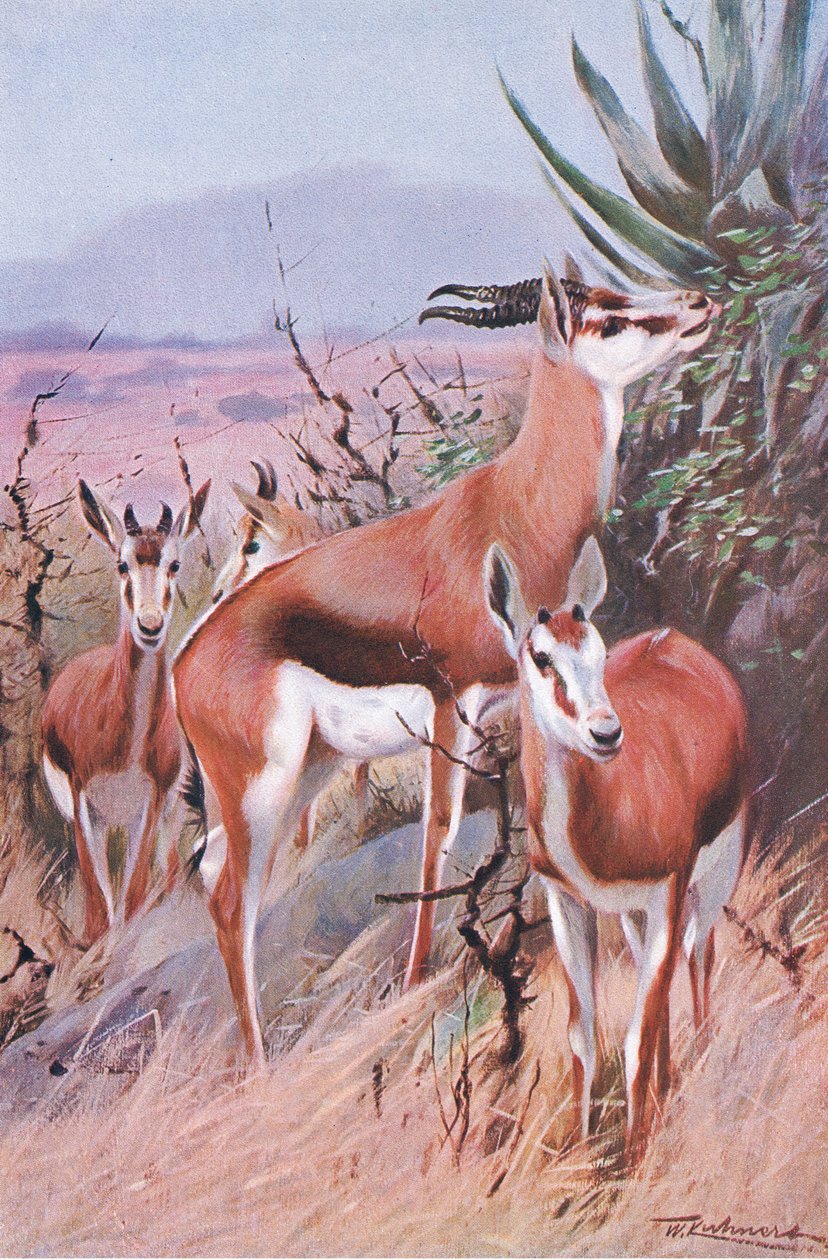 Springbock, Illustration aus Wildlife of the World, ca. 1910 von Wilhelm Kuhnert