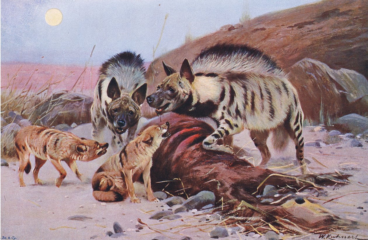 Gestreifte Hyäne und Schakal, aus Die Tierwelt der Welt, veröffentlicht von Frederick Warne & Co, ca. 1900 von Wilhelm Kuhnert