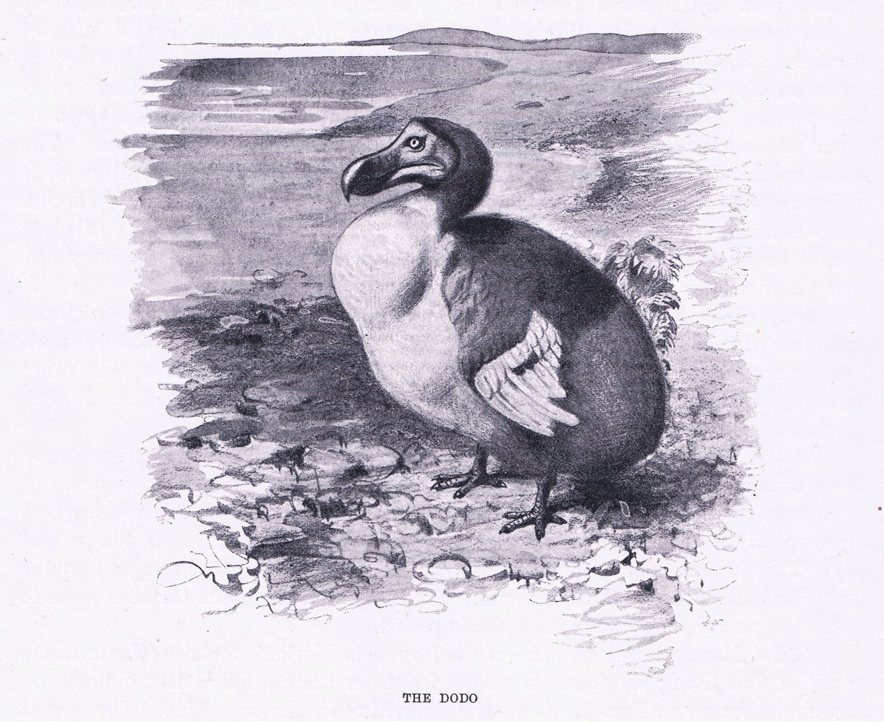 Der Dodo, Illustration aus Wildlife of the World, ca. 1910 von Wilhelm Kuhnert