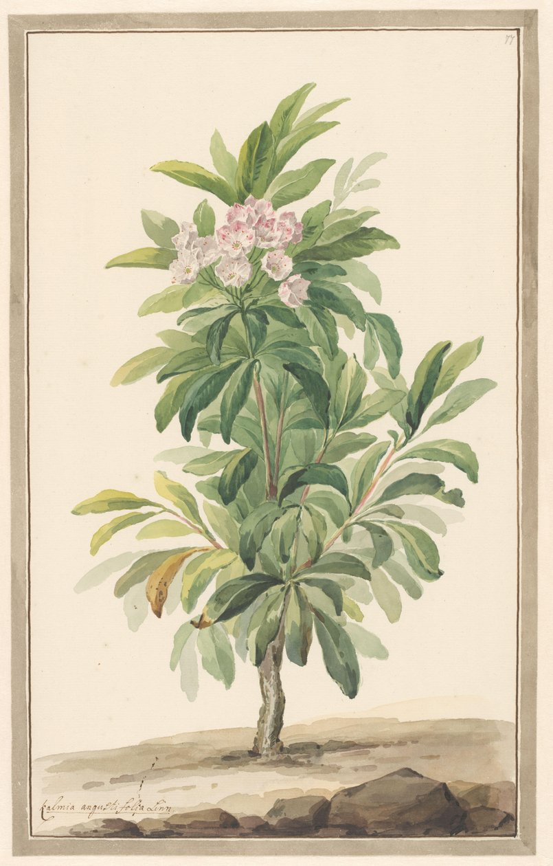 Schmalblättriger Löffelbaum in Landschaft (Kalmia Angustifolia) von Willem van Leen (attributed to)