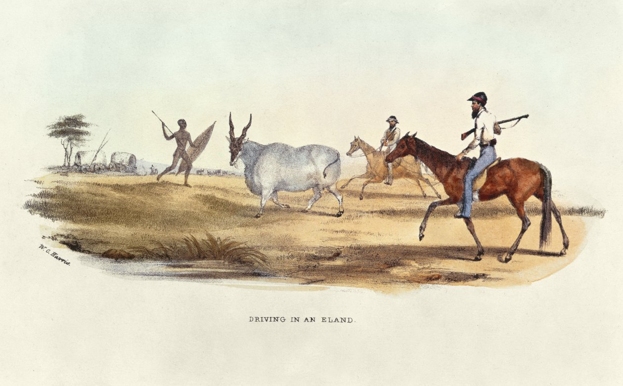 Einen Eland treiben, Illustration aus Wild Sports of South Africa, von W.C. Harris, 1841 von William Cornwallis Harris