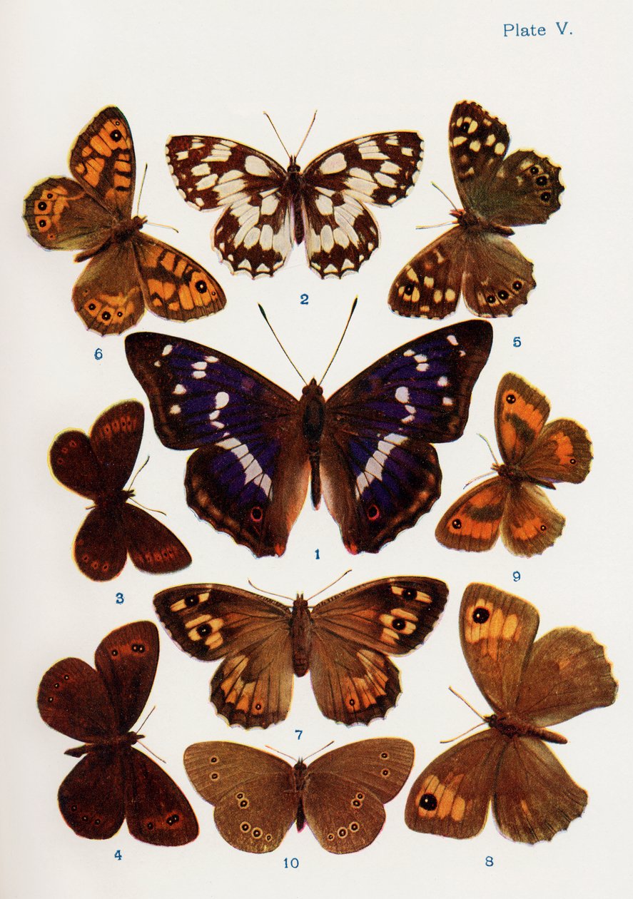Verschiedene Arten von Schmetterlingen, Illustration aus dem Buch Schmetterlinge, Motten und andere Insekten und Kreaturen des Landlebens, veröffentlicht 1927 von William Samuel Furneaux