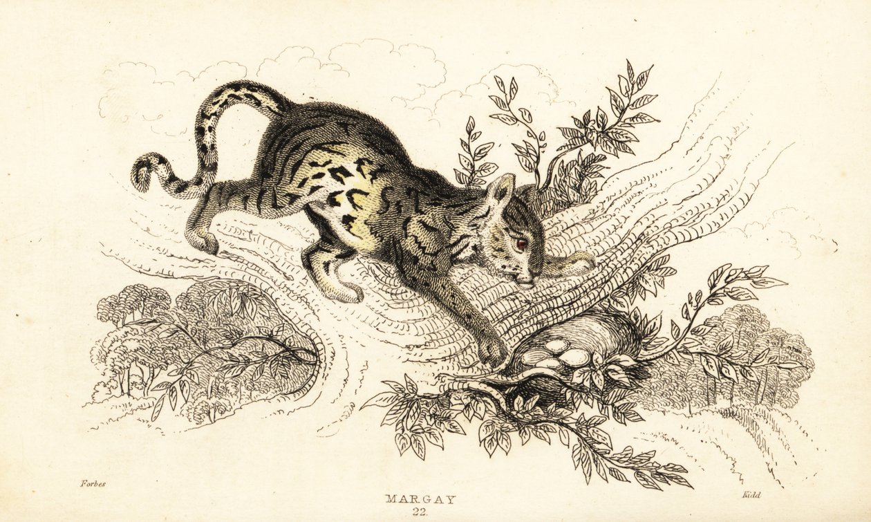 Margay, Leopardus wiedii, 1834 von William Alexander Forbes