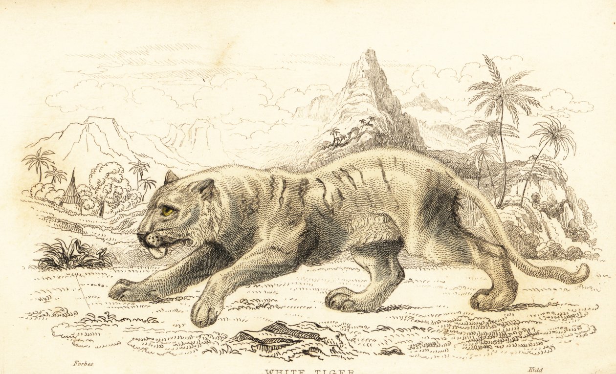 Weißer Tiger, Panthera tigris tigris, gefährdet, 1834 (Gravur) von William Alexander Forbes