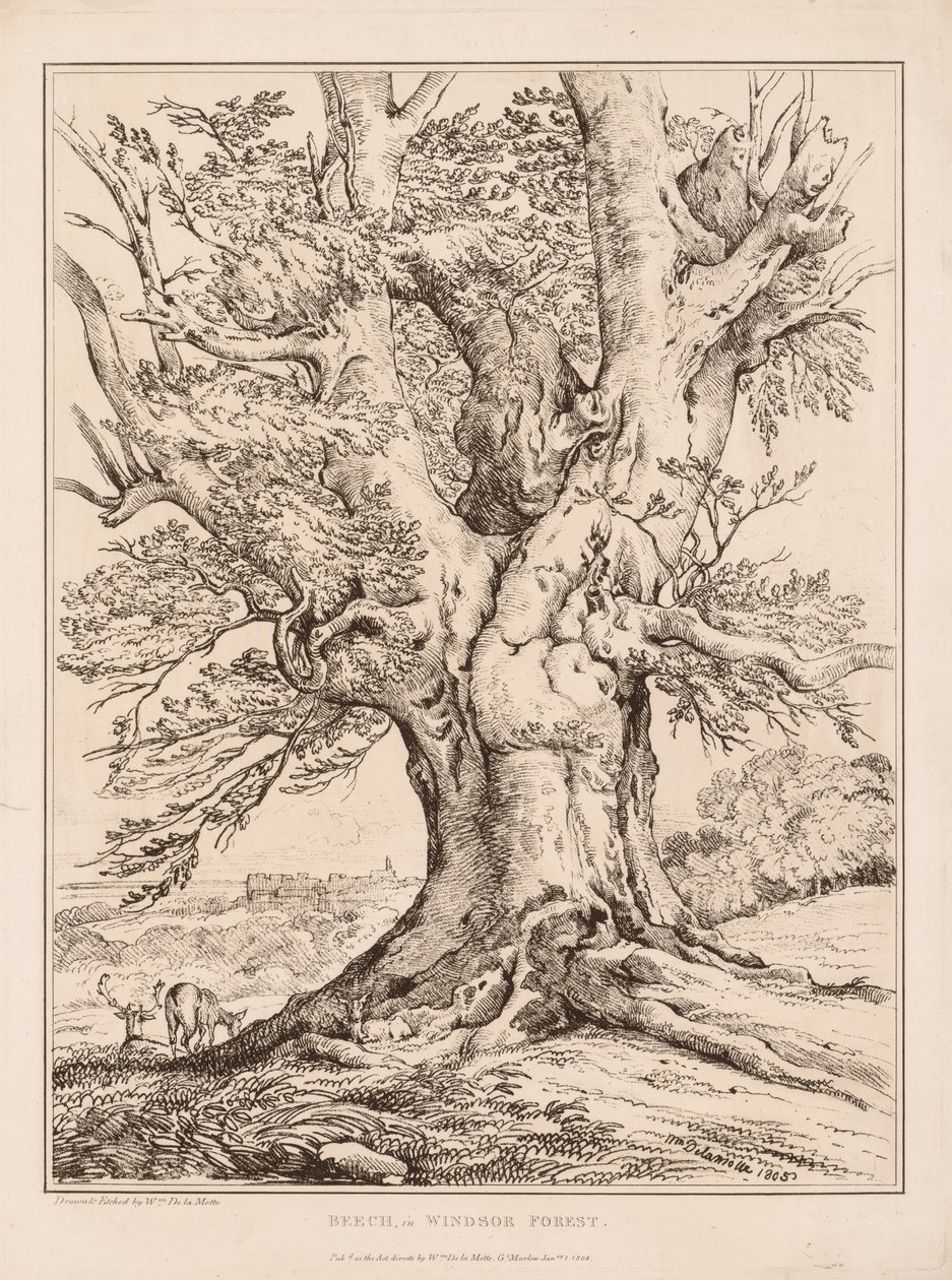 Buche im Windsor Forest, 1805 von William Alfred Delamotte