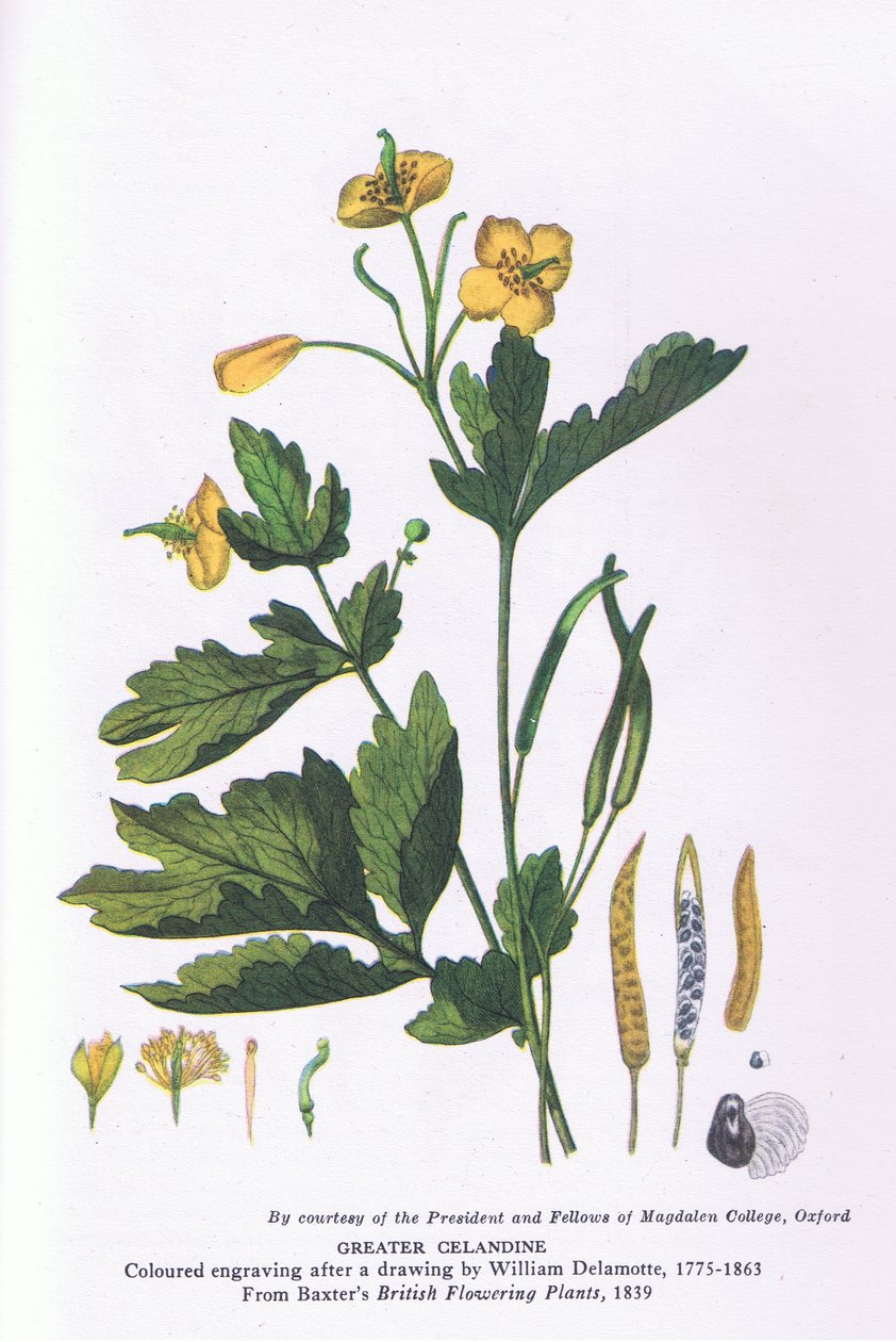 Großes Schöllkraut, Natur in Großbritannien, veröffentlicht von Collins von William Alfred Delamotte