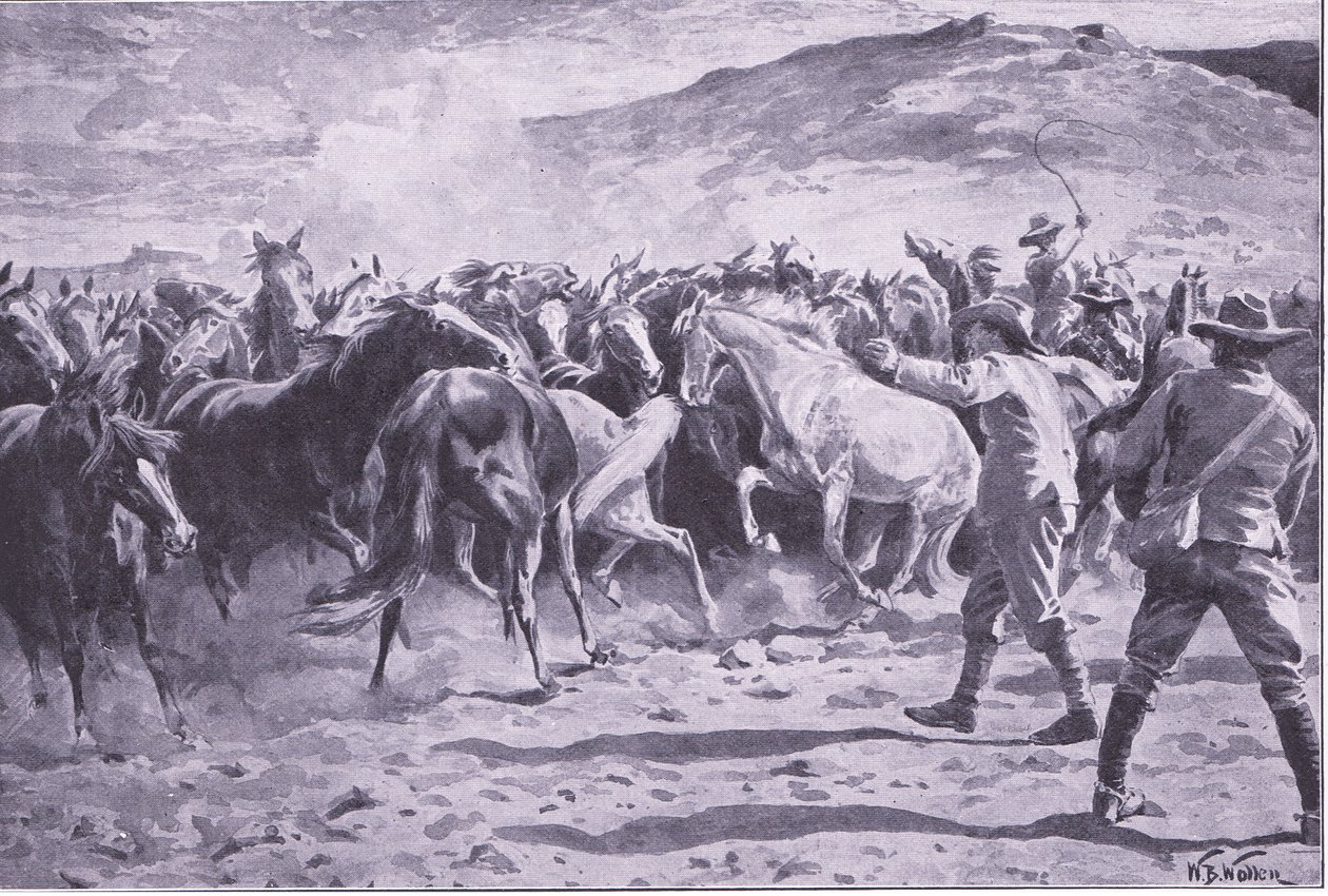 Die Gefangennahme der Pferde im Brandwater-Distrikt bei Fouriesburg: Einfangen der Herde, Illustration aus After Pretoria: The Guerilla War, 1902 von William Barnes Wollen