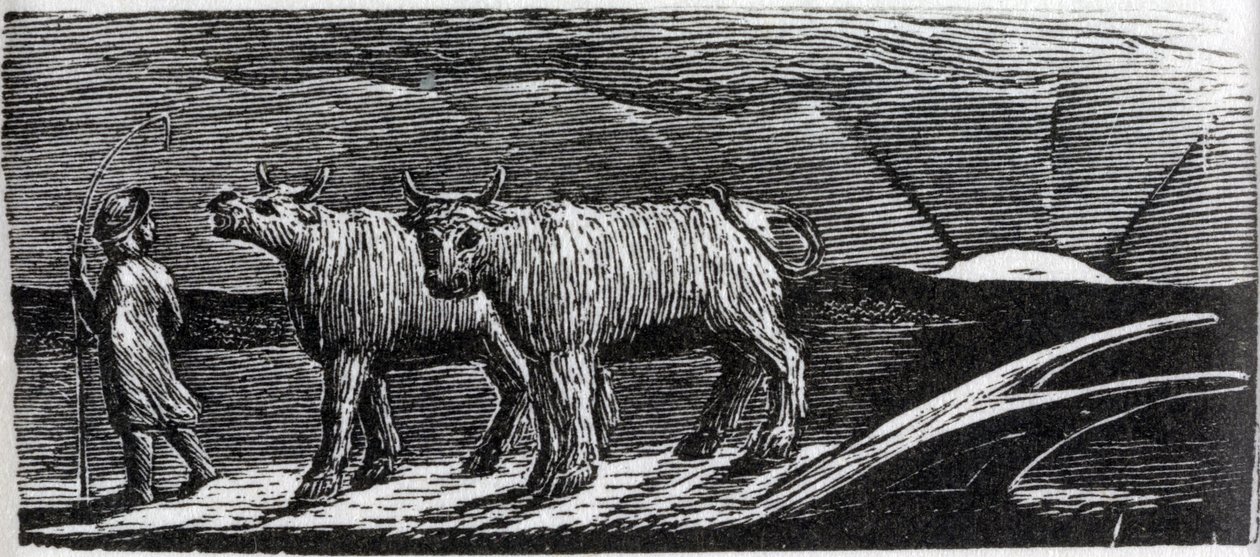 Ungejochte Färsen, die nach Hause schlendern, Illustration aus Dr. Thorntons 