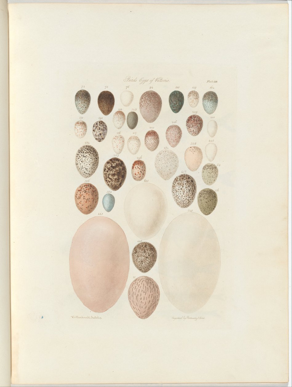Vogeleier von Victoria. Das unveröffentlichte Foliobuch Australia Terra Cognita von William Blandowski. 1855-56 von William Blandowski