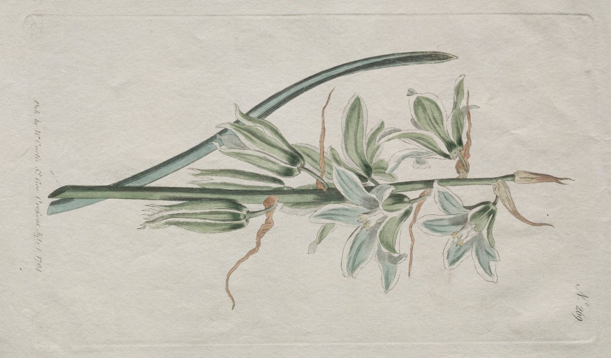 Das Botanische Magazin oder Blumengarten: Stern von Bethlehem, 1794 von William Curtis