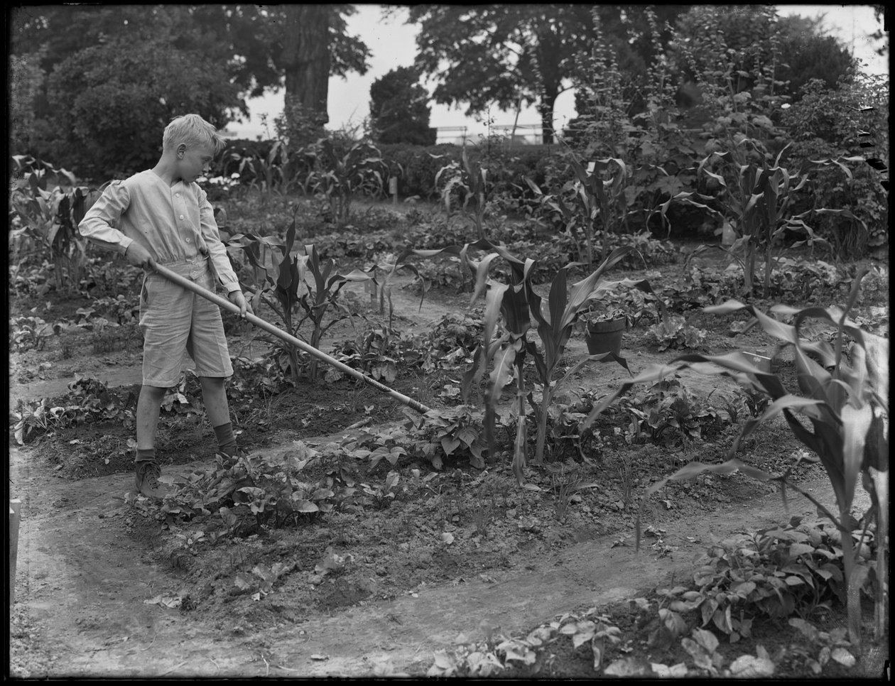 William Gray Hassler arbeitet im Schulgarten im Isham Park, New York City, 5. August 1914 von William Davis Hassler