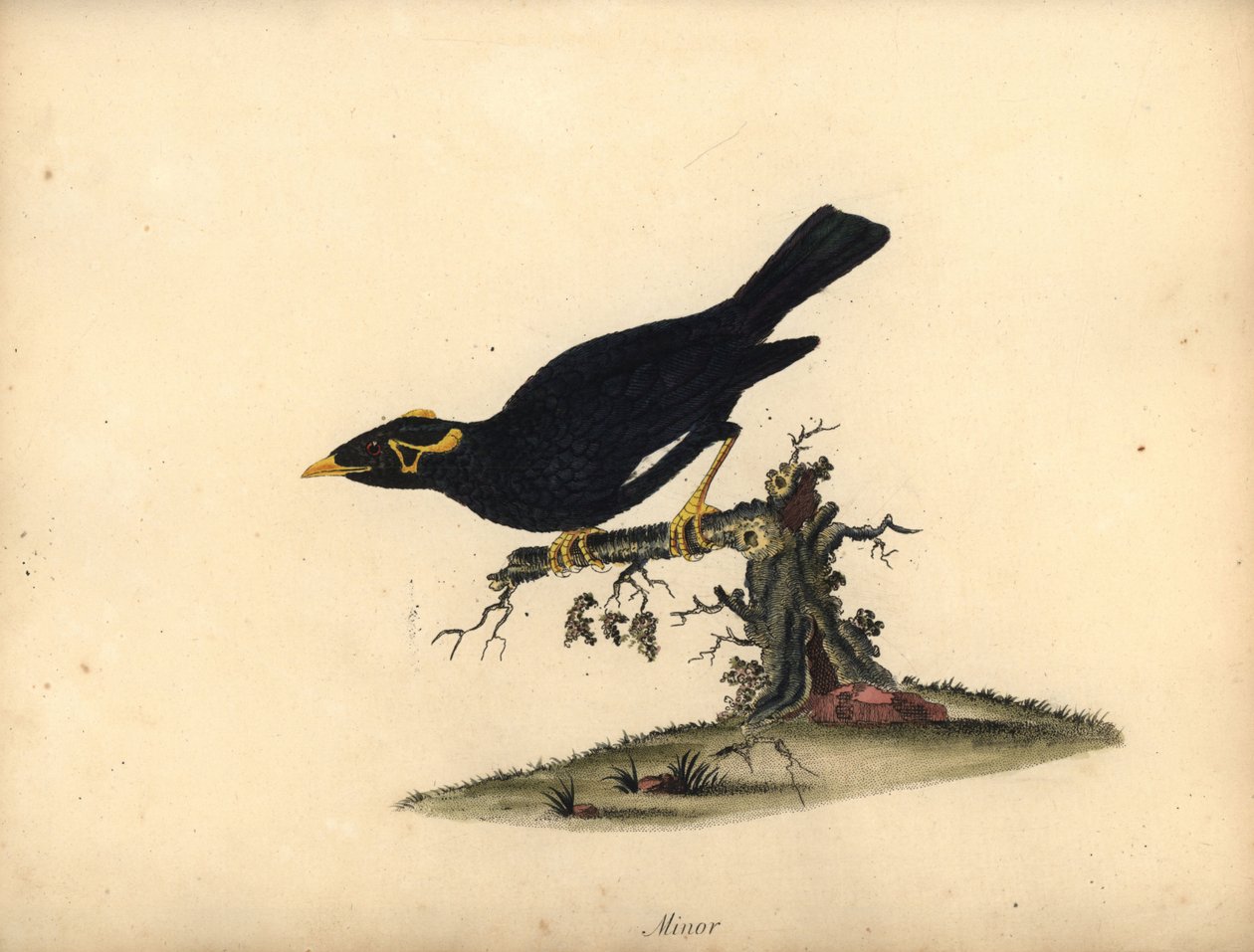 Beo, Gracula religiosa. Handkolorierter Kupferstich von William Hayes aus Portraits of Rare and Curious Birds from the Menagery of Osterly Park von William Hayes