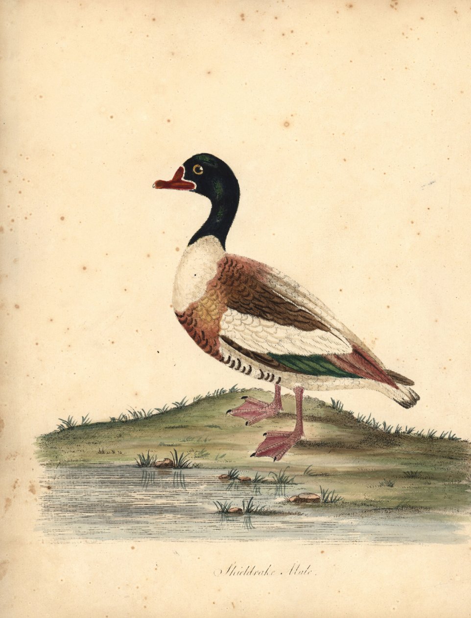 Brandgans, Tadorna tadorna. (Schildrake, Anas tadorna.) Handkolorierter Kupferstich einer Illustration von William Hayes aus Portraits of Rare and Curious Birds from the Menagery of Osterly Park (London: Bulmer) von William Hayes