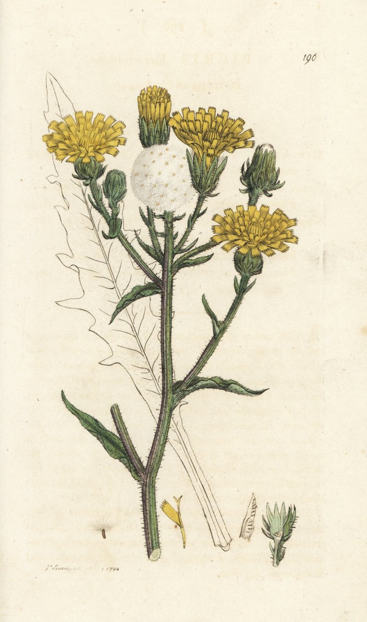Habichtskraut-Ochsenzunge, Picris hieracioides. Handkolorierte Kupferstichgravur von James Sowerby aus James Smiths 