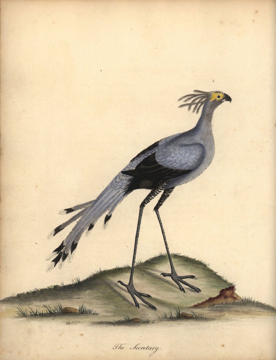 Sekretär, Sagittarius serpentarius. Handkolorierter Kupferstich von William Hayes aus Portraits of Rare and Curious Birds from the Menagery of Osterly Park von William Hayes