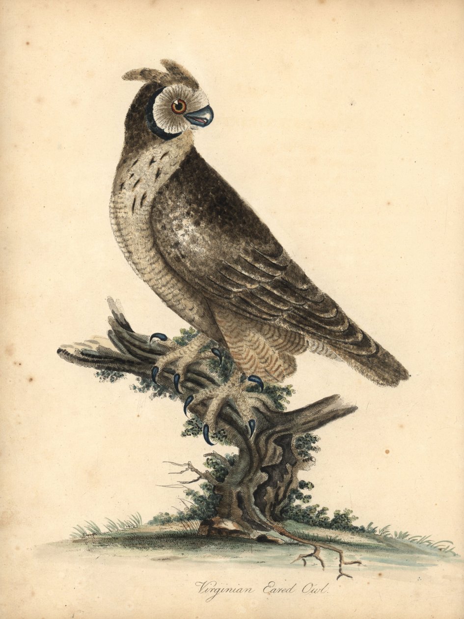 Kurzohreule, Asio flammeus. Handkolorierte Kupferstichgravur einer Illustration von William Hayes und seiner Tochter Matilda aus Portraits of Rare and Curious Birds from the Menagery of Osterly Park von William Hayes