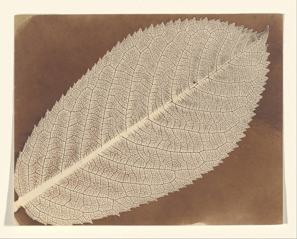 [Blatt] von William Henry Fox Talbot