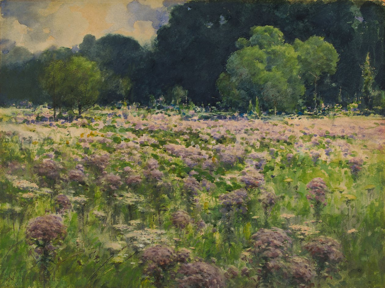 Feld von Joe Pie Weeds Stolz der Wiese, n.d. von William Henry Holmes