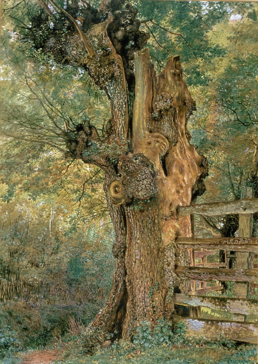 Kopfweide am Rand des Dorfteichs von William Henry Hunt